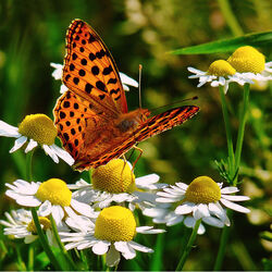 Пазл: Бабочка