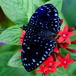 Пазл: Мир бабочек