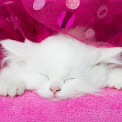 Пазл: Спящий котенок