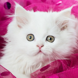 Пазл: Котенок