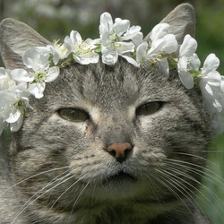 Пазл: Милашка в веночке