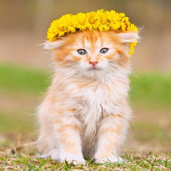 Пазл: Милашка в веночке