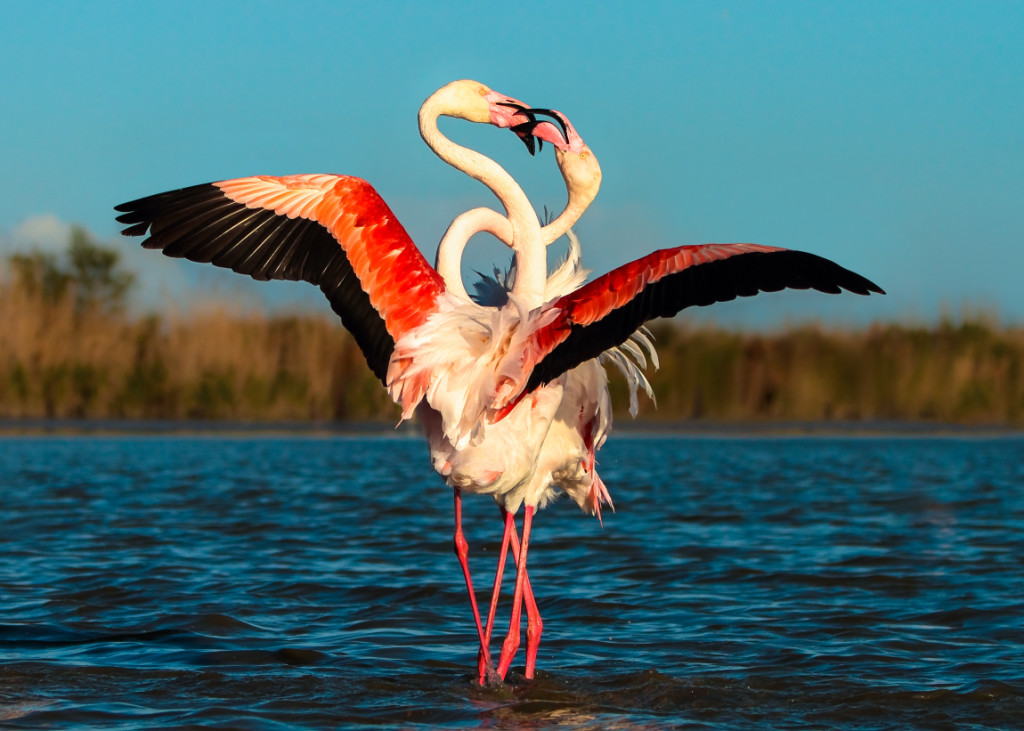 Брачные танцы животных. Андийский Фламинго. Фламинго брачный танец. Цапля и Фламинго. Розовый Фламинго брачный танец.