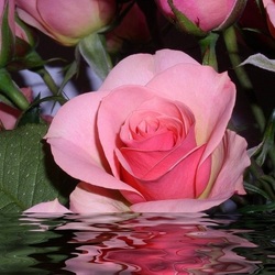 Пазл: Розовые розы