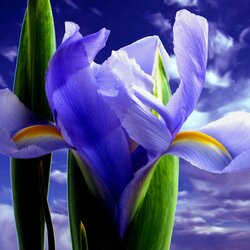 Пазл: Ирисы