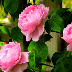 Пазл: В моем саду