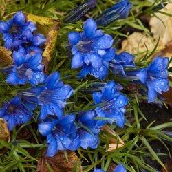 Пазл: Голубые цветы