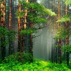 Пазл: Заколдованный лес