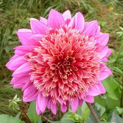 Пазл: Георгин