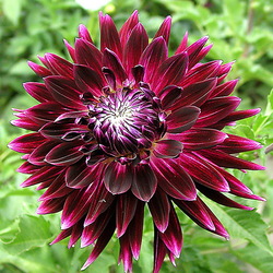 Пазл: Георгин