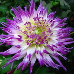 Пазл: Георгин