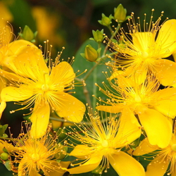 Пазл: Вальс цветов