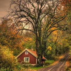 Пазл: Лесная дорога