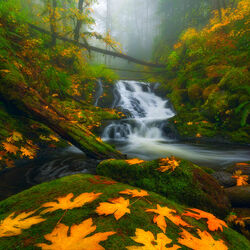 Пазл: Золото листьев