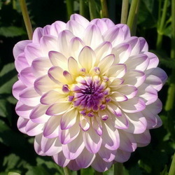 Пазл: Георгин