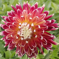 Пазл: Георгин