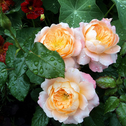 Пазл: В каплях дождя