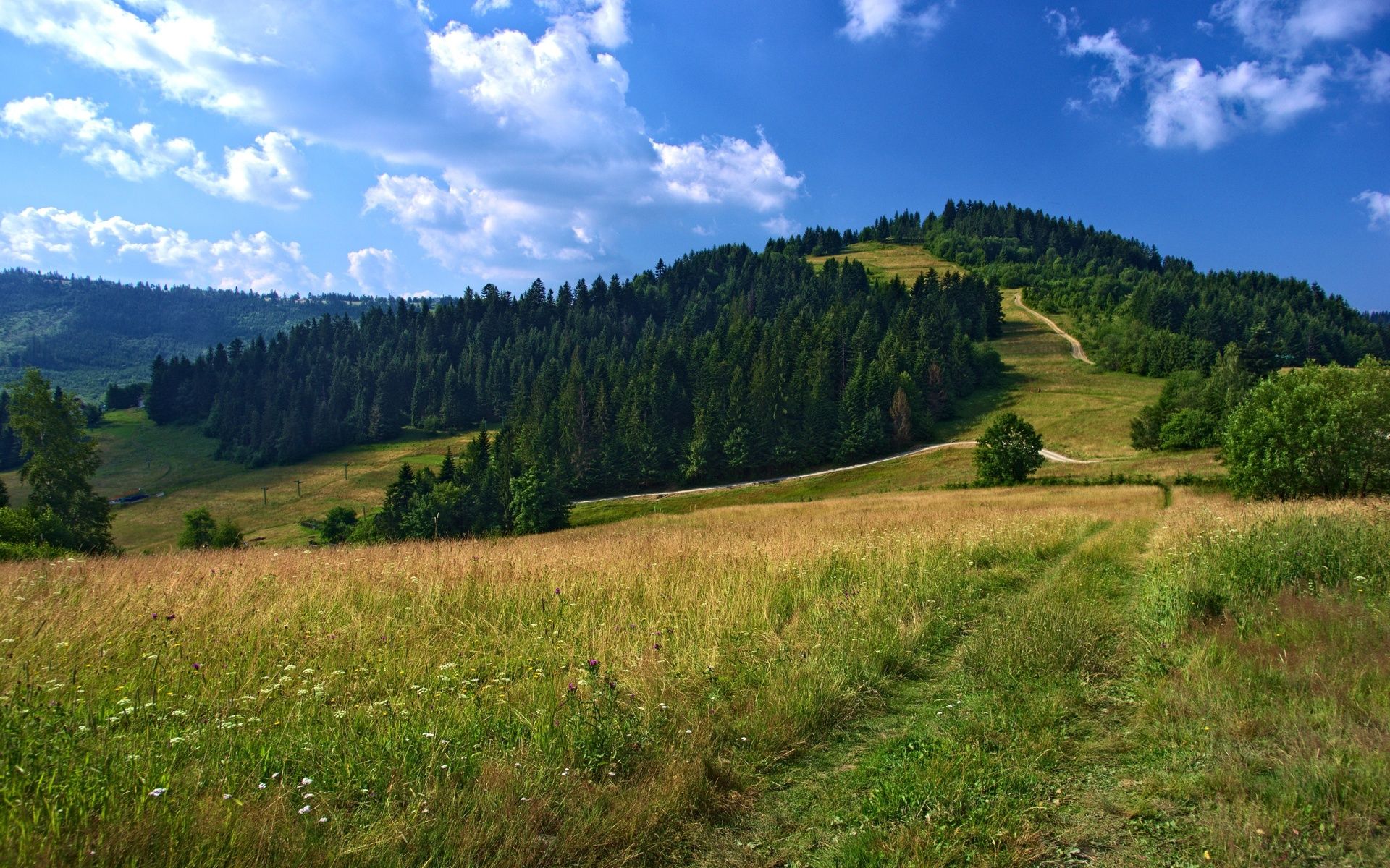 Леса в далеке