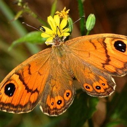 Пазл: Бабочки