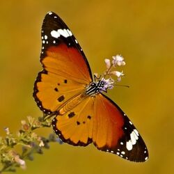 Пазл: Бабочки