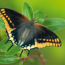 Пазл: Бабочки