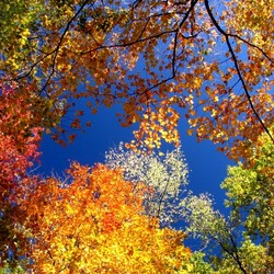 Пазл: Осенний вальс