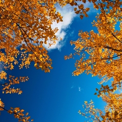 Пазл: В небе голубом