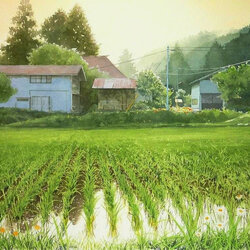 Пазл: Рисовое поле