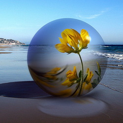 Пазл: Увидеть красоту в цветке