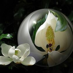 Пазл: Капля красоты