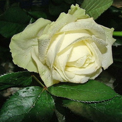 Пазл: Роза в росе