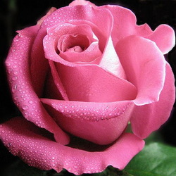 Пазл: Роза в росе