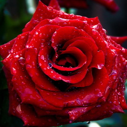 Пазл: Роза в росе