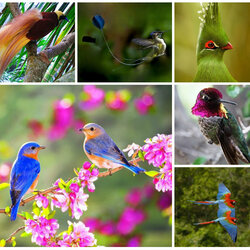 Пазл: ЧУДО ПРИРОДЫ