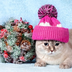 Пазл: Котик в шапочке