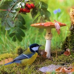 Пазл: Лесные были