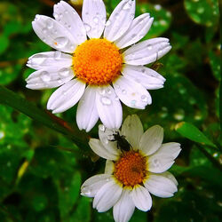 Пазл: Ромашки