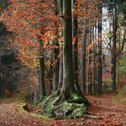 Пазл: Осенний лес