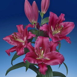 Пазл: Лилия Карбонеро