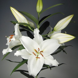 Пазл: Лилия Кристал Бланка