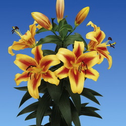 Пазл: Лилия Шокинг