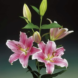 Пазл: Лилия Сорбонна