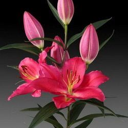 Пазл: Лилия Тарранго