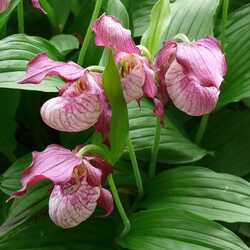 Пазл: Магия орхидеи