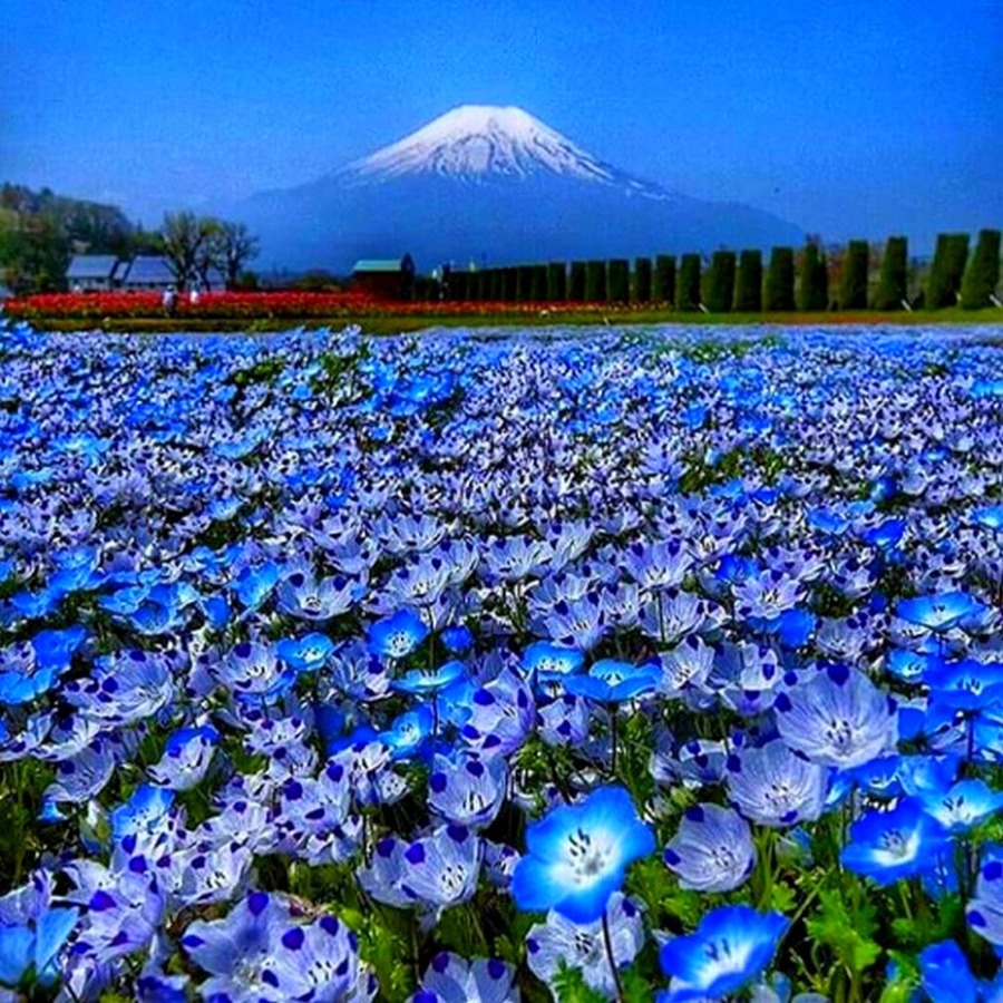 Голубые цветы в природе