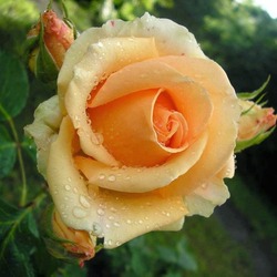 Пазл: Роза в росе