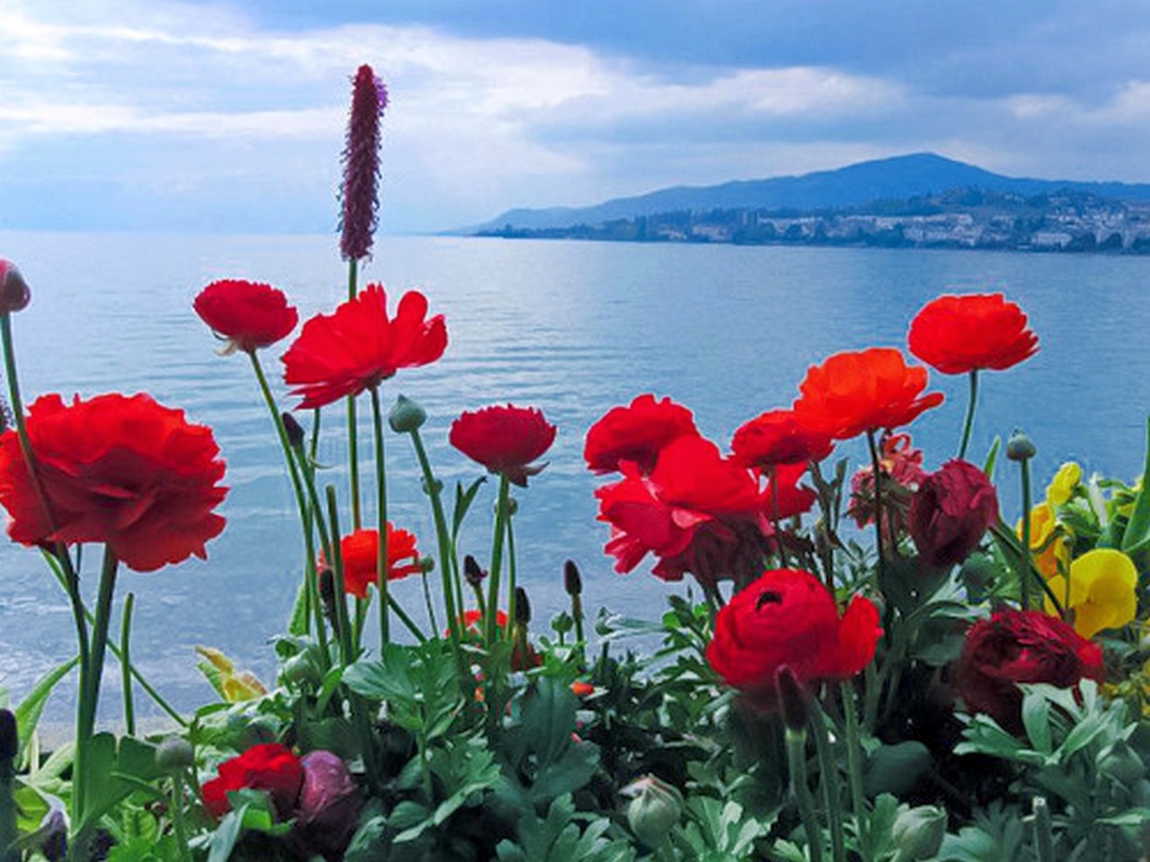 Цветы в Женеве