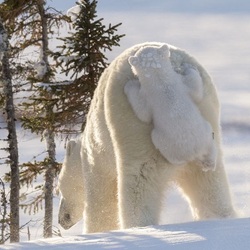 Пазл: Первая прогулка