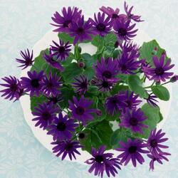 Пазл: Цветы на тарелке