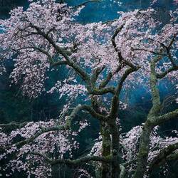 Пазл: Обаяние. Япония